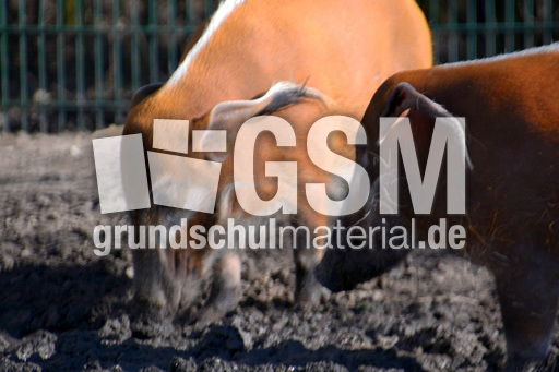 Pinselohrschwein (1).jpg